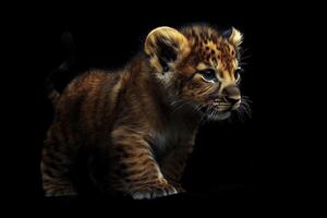 A baby lion stands gracefully against a dark background, illuminated by dramatic rim lighting showcasing its detailed features photo