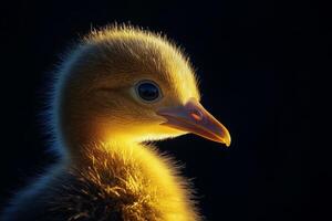A detailed study of a chick illuminated by rim lighting against a dark background highlighting its soft feathers and bright eye photo