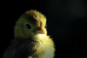 A detailed portrait of a chick illuminated by rim lighting against a dark background, showcasing its vibrant features and textures photo