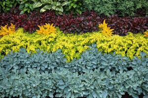 Organized garden bed showcasing alternating rows of lush plants in vibrant colors during the growing season photo