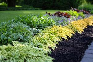 Organized garden bed with alternating rows of vibrant plants showcasing healthy growth patterns in a lush garden photo