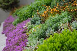 A beautifully organized garden bed showcasing alternating rows of vibrant plants flourishing in early spring photo