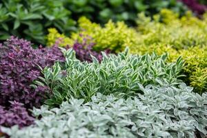 Organized garden bed displaying alternating rows of vibrant plants in a well-maintained outdoor space photo
