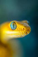 Close-up view of a yellow snake's eye surrounded by a softly blurred background in a serene natural setting photo