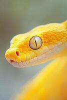 Close-up view of a yellow snake's eye, highlighting its intricate texture and vibrant color against a softly blurred background in a natural setting photo