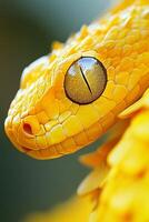 An intricate close-up of a yellow snake's eye amidst a gently blurred background showcasing its vibrant scales and unique features photo