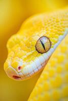 A close-up of a yellow snake's eye revealing intricate details against a softened golden background photo