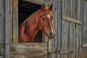 A brown horse stands in a rustic wooden stable, looking out its stall door on a peaceful rural farm photo