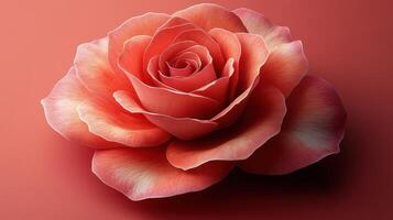 Peach rose blossom, studio shot, coral background, romantic, Valentine's Day card photo