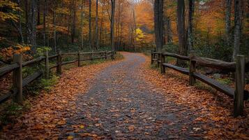 Autumnal forest path, leaves, scenic drive, misty background, nature photography photo