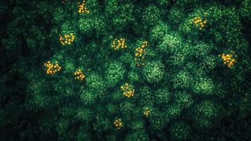 Aerial view of yellow flowers in a green forest photo