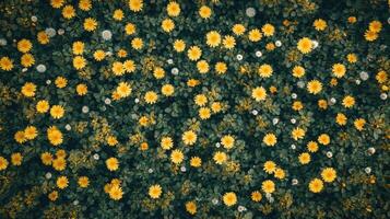 Aerial view of yellow flowers field, green leaves background, nature texture, website design photo