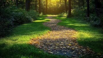 Autumn path winding through sunlit forest photo