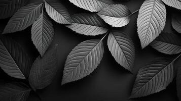 Monochrome leaves, dark background, nature texture, design element photo