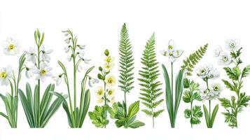 Spring flowers and ferns border, white background, nature illustration, website design photo