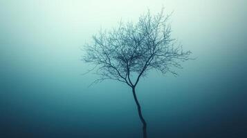 Lonely tree in misty field, serene winter landscape, nature background photo
