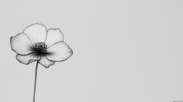 Monochrome flower, simple background, minimalist design, website banner photo