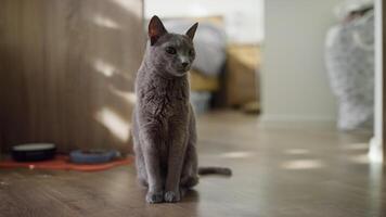 Calm Gray Cat Sitting on Wooden Floor in Sunlit Room video