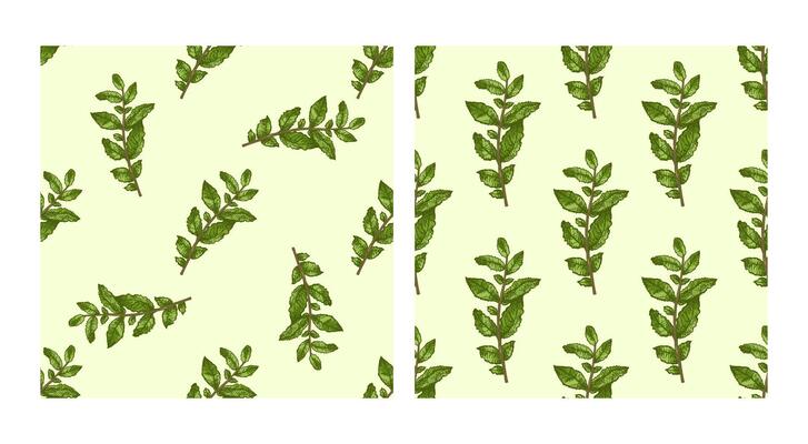 Colored hand drawn vintage seamless pattern set with mint sprigs in engraving style