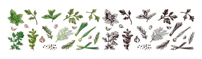 Hand drawn vintage sketch of fresh herbs and spices set with colored and monochrome versions in engraved style vector