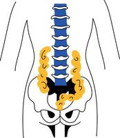 A drawing style illustration showing vertebrae structure of human spine vector