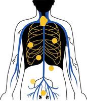 A doodle style illustration showing lymphatic system vector