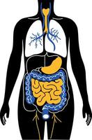 A drawing style illustration showing digestive system vector
