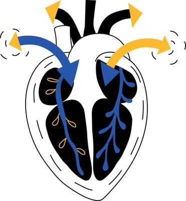 A sketchy illustration showing heart blood circulation
