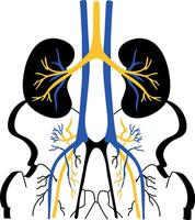 A drawing style illustration showing kidneys function vector