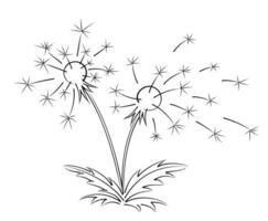 Sketch of field dandelion. vector