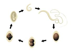 Whipworm lifecycle showing the different stages of development from egg to larva to adult worm vector