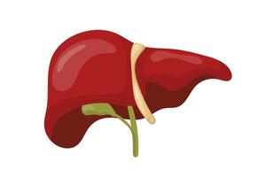Liver with gallbladder and bile ducts showing anatomy structure vector