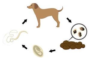 Whipworm lifecycle infecting a dog with trichuris vulpis vector