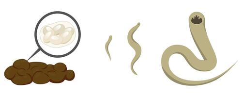 Hookworm eggs in feces developing into larva and adult worm vector