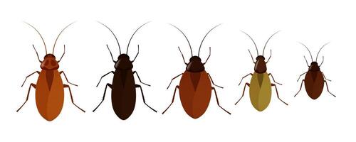 Five cockroaches of different colors showing diversity within species vector