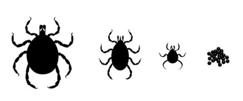 Mite life cycle showing growth stages from egg to adult vector