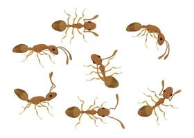 Set of brown ants walking in different directions vector