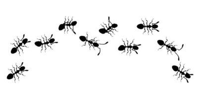 Black Ants Marching in a Line on White Background vector