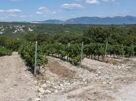 The Rows of vineyards in early spring in Kuban photo