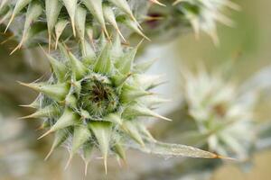 Close view of spiky green plant pods in a natural setting during daytime in early spring photo