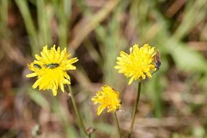 Macro view of vibrant yellow wildflowers with insects on a sunny day in a lush green field photo