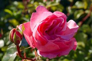 Soft pink rose bloom with green leaves in sunlight beside budding flower in a garden during springtime photo