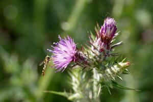 Close up view of a bee collecting nectar from vibrant purple thistle flowers during summer photo