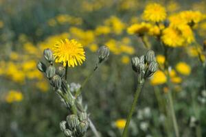 Bright yellow wildflowers bloom in a sunny meadow during springtime, showcasing nature's beauty and diversity in full sunlight photo