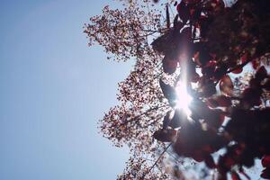 Bright sunlight shining through tree branches on a clear day in an urban park during autumn photo