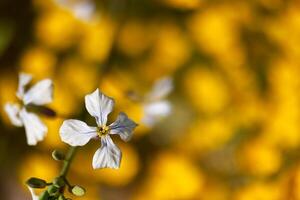 Beautiful white flower blooming amidst vibrant yellow background in a sunny garden setting during springtime photo