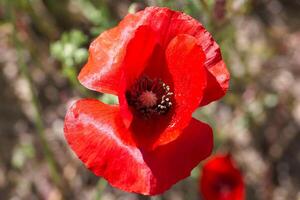 Bright red poppy flower blooming in a natural setting during daylight hours photo