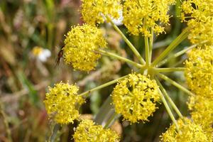 Yellow flower cluster attracts pollinating insects in a vibrant natural setting photo