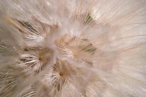 Close up view of a dandelion puff ball showcasing delicate seeds ready to disperse in a bright natural setting photo