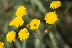 Bright yellow flowers with a beetle resting on one in a natural setting during daylight hours photo